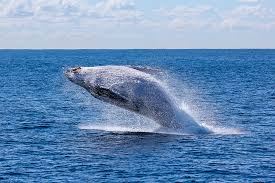 Celebrity Whale Alaska